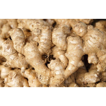 ХОРОШЕЕ КАЧЕСТВО БОЛЬШОЙ РАЗМЕР NEW CROP FRESH GINGER